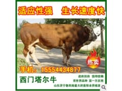 出售优质肉牛架子牛 改良肉牛 小尾寒羊