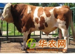 小牛犊现在什么价格肉牛多少钱一头