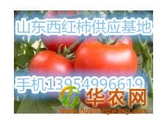 山东临沂西红柿大量供应