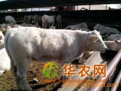 出售利木赞小牛犊 夏洛莱肉牛犊价格