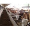 出售肉牛育肥牛西门塔尔牛提供肉牛养殖技术