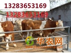 黑龙江肉牛价格黑龙江肉牛品种黑龙江养殖场