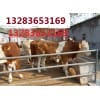 黑龙江肉牛价格黑龙江肉牛品种黑龙江养殖场