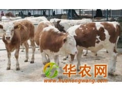 肉牛 肉牛价格 西门塔尔肉牛犊