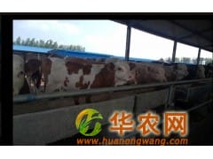 山西肉牛犊价格 肉牛犊价格行情