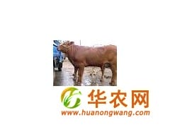 山西肉牛养殖场 山西肉牛犊价格 肉牛犊价格