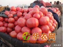 供应西红柿、供应山西西红柿、供应粉色西红柿