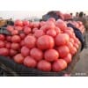 供应西红柿、供应山西西红柿、供应粉色西红柿
