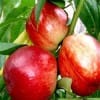 露地油桃毛桃哪里有现在什么批发价格便宜最好吃多少钱一斤