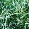 牧草高产 新采收黑麦草种子发芽率高