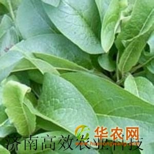 俄罗斯饲料菜 123