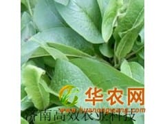 蛋白质高俄罗斯饲料菜种根 种子 牧草种子