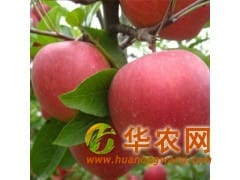 低价出售大量红富士苹果产地批发 山东苹果基地市场价格