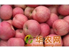 山东红富士苹果产地价格行情 苹果供应基地每日价格走势