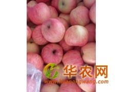 山东红富士苹果便宜了产地直销货源充足质优价廉山东苹果产地