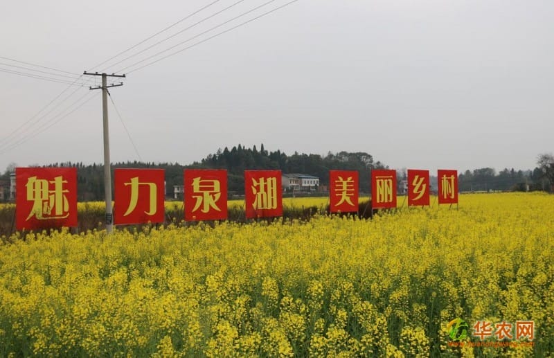 湖南衡南泉湖“二月八”农耕庙会迎来20万观光游客