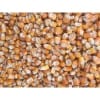 玉米目前收购价 养殖场大量求购玉米高粱大豆碎米棉粕荞麦