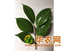 供应茶花品种接穗/嫁接师傅上门承接业务