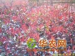 供应雪松，朴树，乌桕，香樟，栾树，桂花，红叶石楠