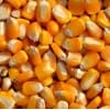 A长期采购:玉米小麦次粉麸皮高粱DDGS等各种饲料原料
