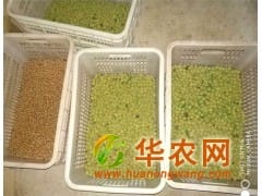 供应粒径9-45mm美国猴头核桃