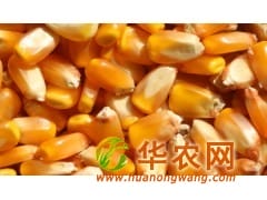 四川绵竹纵翔收购玉米、大米、小麦等原料