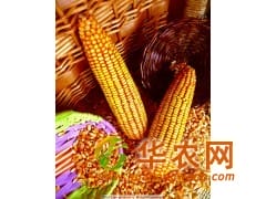 成都华联酒业长期求购玉米小麦高粱碎米等原料