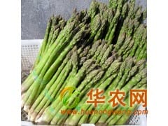 济南蔬菜种子 芦笋种子种苗 纯绿色保健