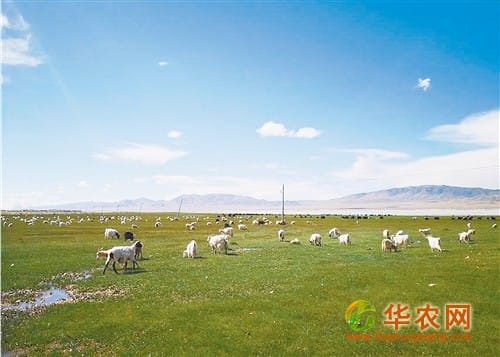 西藏全面实施草原补奖政策 保护草场就是保护饭碗