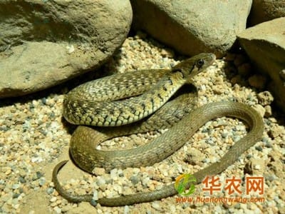 草花蛇