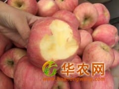 红富士苹果代办，山东苹果基地价格