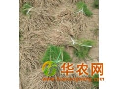 绿芦笋专业种植合作社 大量供应优质芦笋种苗
