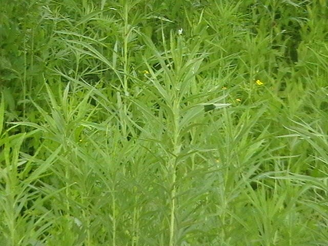 柳蒿芽别蒿柳蒿种苗基地批发