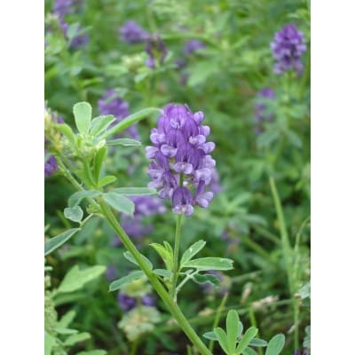 紫花苜蓿种子，路蒸种子，牧草种子