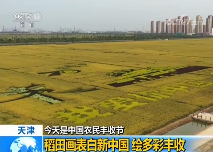 天津：稻田画表白新中国 绘多彩丰收
