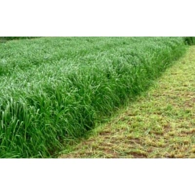 多年生黑麦草种子技术图片 牧草种子图片