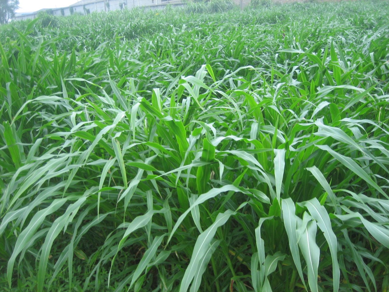 优质牧草种子 优质牧草种苗 进口墨西哥玉米草种子