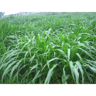 优质牧草种子 优质牧草种苗 进口墨西哥玉米草种子