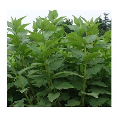 串叶松香草是适宜温带种植的青饲料 串叶松香草种子