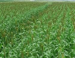 济南瑞农牧草种子 品种齐全 量大优惠