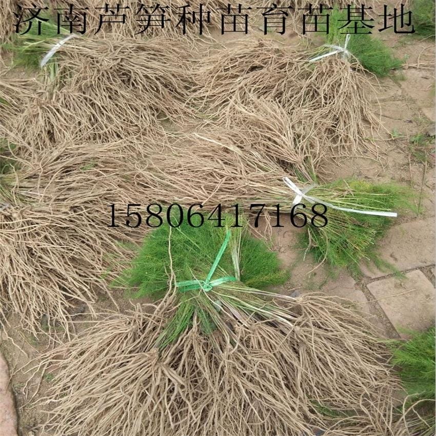 绿芦笋专业种植合作社 大量供应优质芦笋种苗