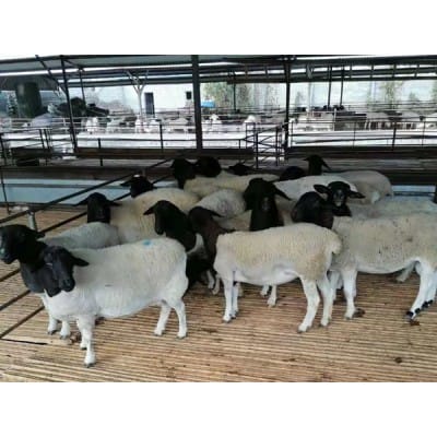 山东河南多胎黑头杜寒杂交羊养殖场价格低杜泊羊种公羊养殖繁殖