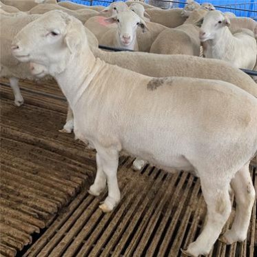 梁山县白头杜泊羊种公羊多少钱大个体精品白头种公羊大量出栏